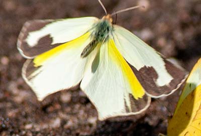 Mexican Yellow