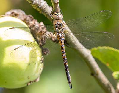 Migrant Hawker