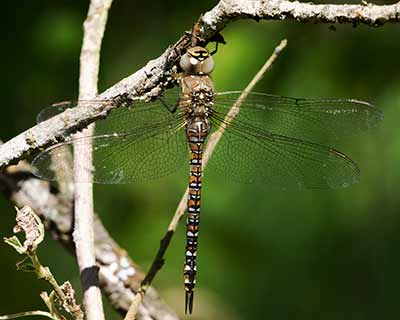 Migrant Hawker