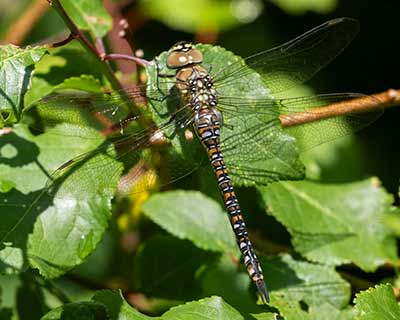 Migrant Hawker