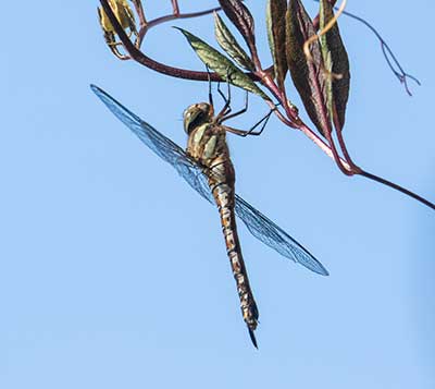 Migrant Hawker