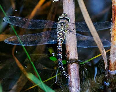 Migrant Hawker