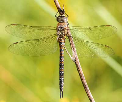 Migrant Hawker