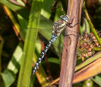 Migrant Hawker
