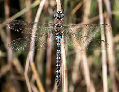Migrant Hawker