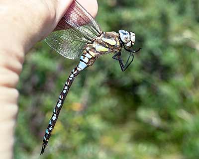 Migrant Hawker