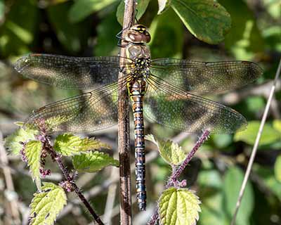 Migrant Hawker