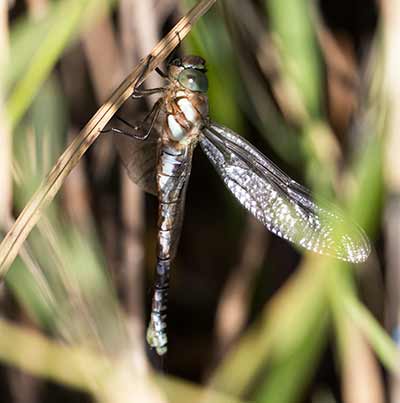 Migrant Hawker