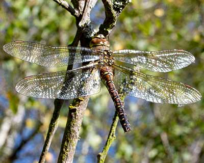 Migrant Hawker