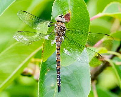 Migrant Hawker