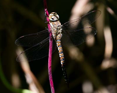 Migrant Hawker