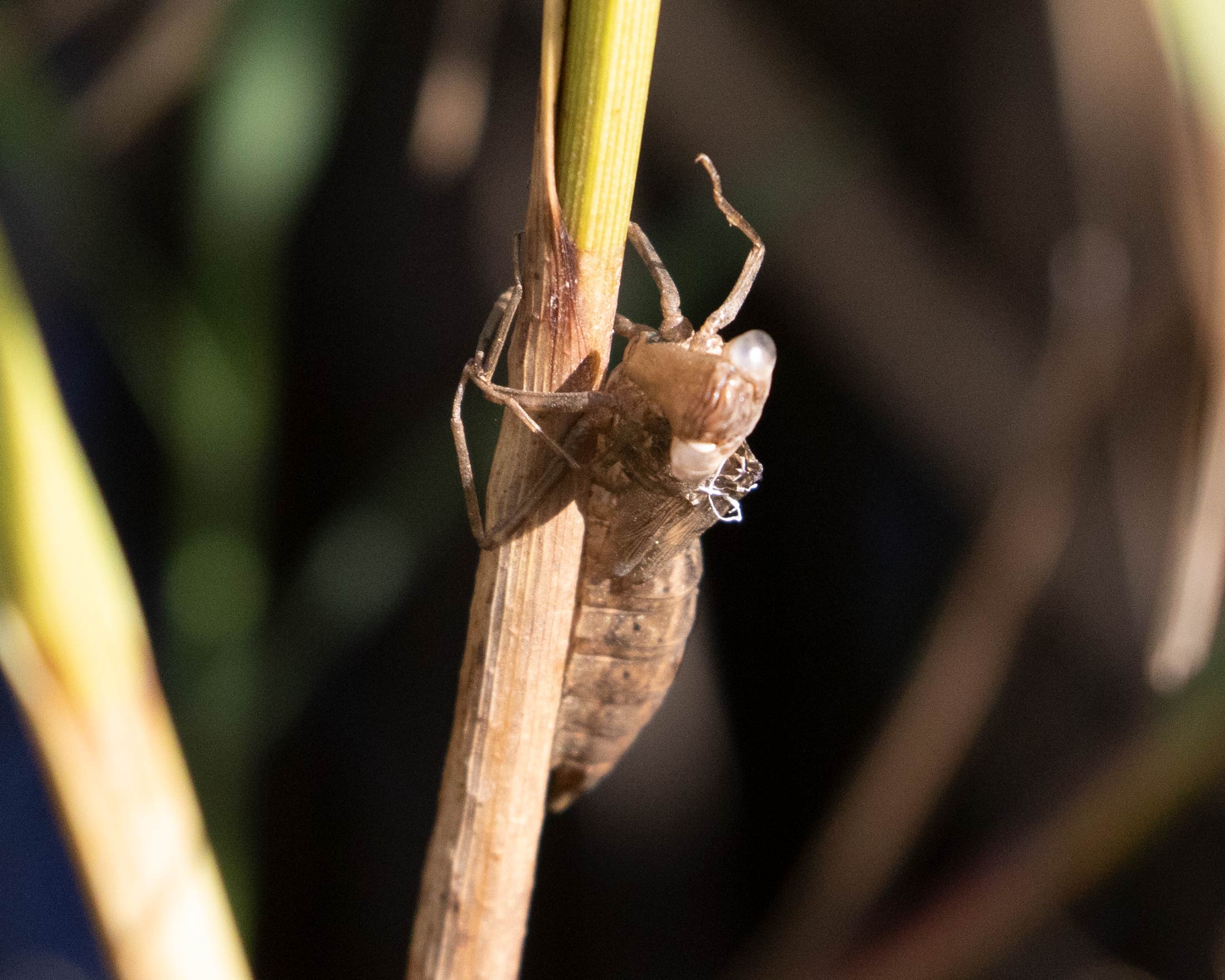 Migrant Hawker (Aeshna mixta) [Kalvebod Fælled, Denmark]