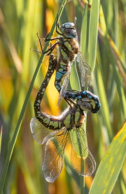 Migrant Hawker