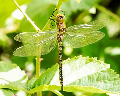 Migrant Hawker