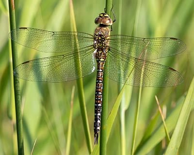 Migrant Hawker