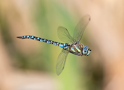 Migrant Hawker