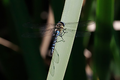 Migrant Hawker
