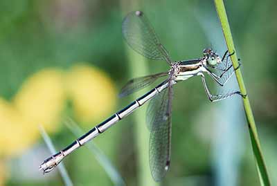 Migrant Spreadwing