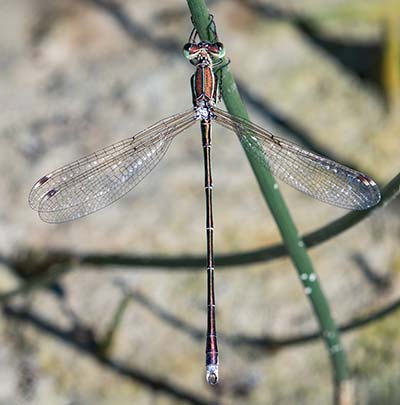 Migrant Spreadwing