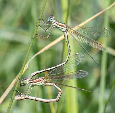 Migrant Spreadwing