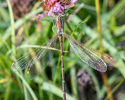 Migrant Spreadwing
