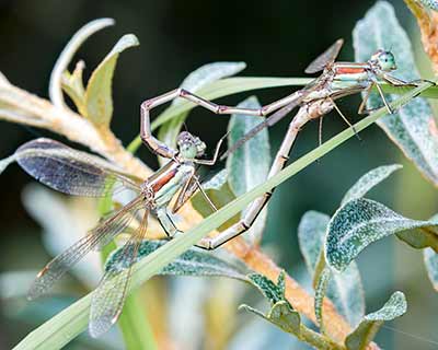 Migrant Spreadwing