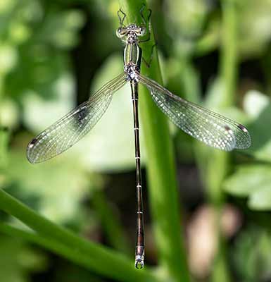 Migrant Spreadwing
