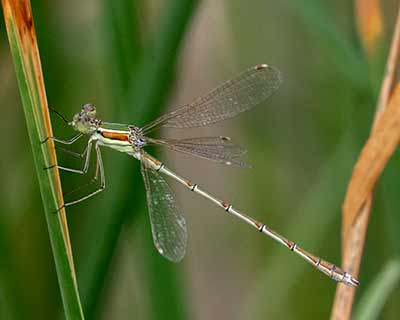 Sydlig Kobbervandnymfe (Lestes barbarus) [Kalvebod Fælled, Denmark]