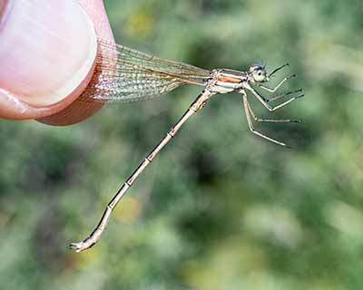 Migrant Spreadwing