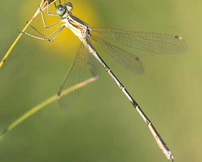 Migrant Spreadwing