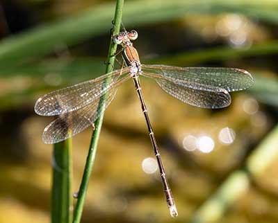 Migrant Spreadwing