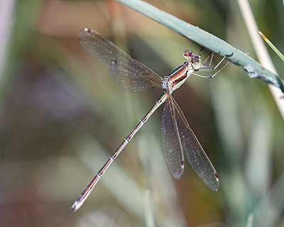 Migrant Spreadwing