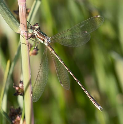 Migrant Spreadwing
