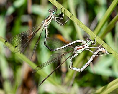 Migrant Spreadwing
