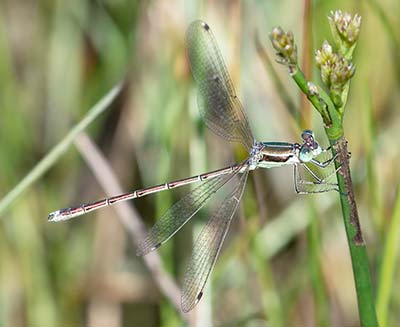 Migrant Spreadwing