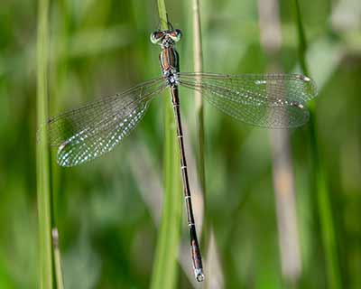 Migrant Spreadwing