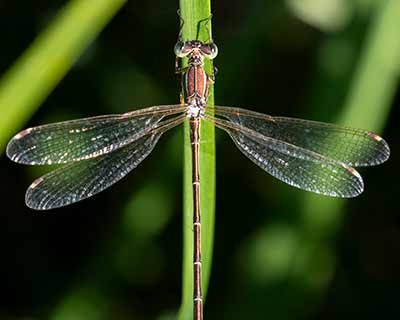 Migrant Spreadwing