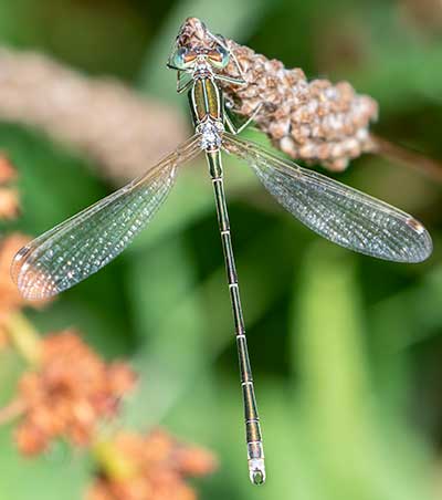Migrant Spreadwing