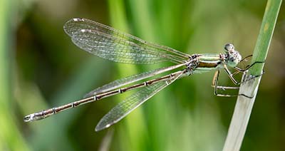 Migrant Spreadwing