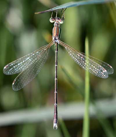 Migrant Spreadwing