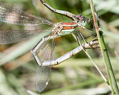 Migrant Spreadwing