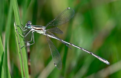 Migrant Spreadwing