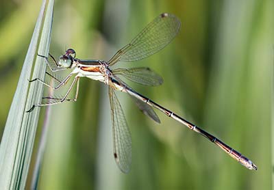 Migrant Spreadwing