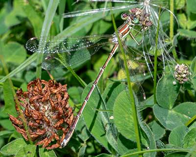 Migrant Spreadwing