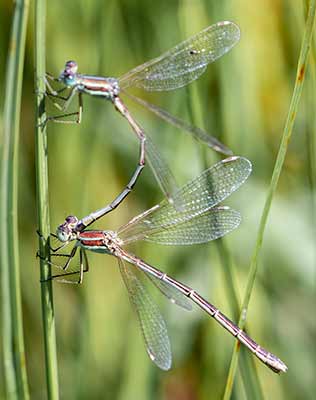 Migrant Spreadwing