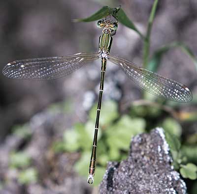 Migrant Spreadwing