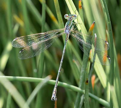 Migrant Spreadwing