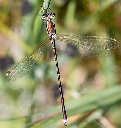 Migrant Spreadwing