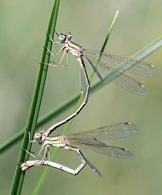 Migrant Spreadwing
