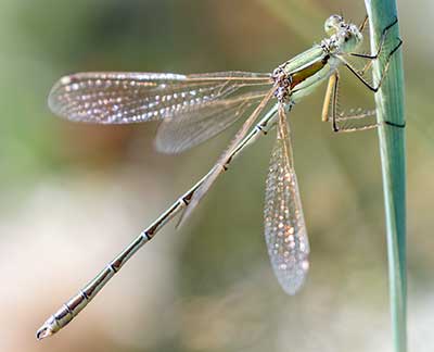 Migrant Spreadwing